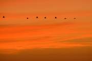 2008-10-19_GrueCendre(Vol)_9989