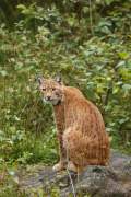 2016-09-04_Lynx_4935