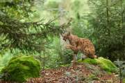 2016-09-05_Lynx_5103