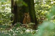 2016-09-05_Lynx_5433
