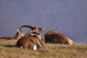 2008-10-18_Bouquetin_9807