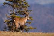 2008-10-18_Bouquetin_9812