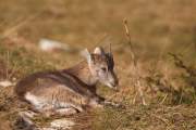 2008-10-18_Bouquetin_9816