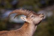 2008-10-18_Bouquetin_9831