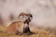 2008-10-18_Bouquetin_9845