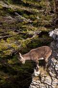2008-10-18_Bouquetin_9895