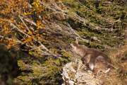 2008-10-18_Bouquetin_9901