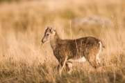 2008-10-18_Bouquetin_9942