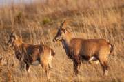 2008-10-18_Bouquetin_9959