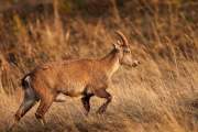 2008-10-18_Bouquetin_9960