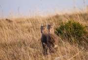 2008-10-18_Bouquetin_9965