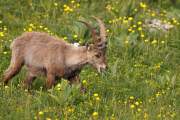 2009-06-17_Bouquetin_5181