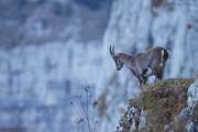 2009-10-31_Bouquetin_2180
