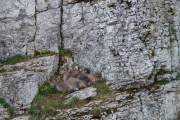 2010-08-08_Bouquetin_5777