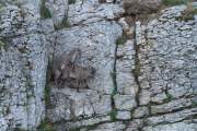 2010-08-08_Bouquetin_5794