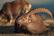 2010-11-14_Bouquetin_0714