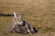 2010-11-14_Bouquetin_0776