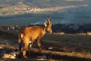 2010-11-14_Bouquetin_9914