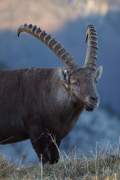 2010-11-14_Bouquetin_9938