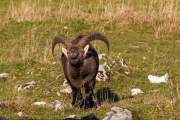 2014-11-01_Bouquetin_1146