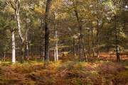 2015-10-13_Foret-Boutissaint_2272