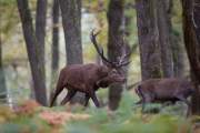 2015-10-14_Cerf_2792