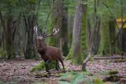2015-10-14_Cerf_2852