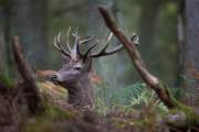 2015-10-14_Cerf_2901