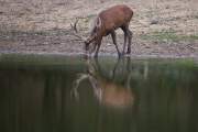 2015-10-14_Cerf_2915