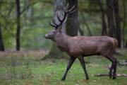2015-10-14_Cerf_2966