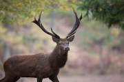 2015-10-14_Cerf_2976