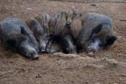 2015-10-14_Sangliers_3555