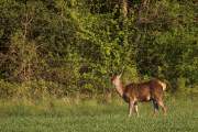 2009-04-23_Cerf_0312