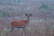 2011-06-04_Cerf_0783