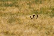 2011-06-26_Cerf_8959