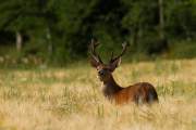 2011-06-26_Cerf_8967