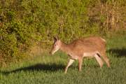 2014-04-15_Biches_5798