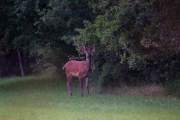 2014-06-11_Cerf_9574