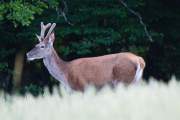 2014-06-26_Cerf_4313