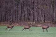 2015-03-28_Cerfs_6725