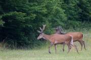 2015-06-16_Cerf_3453