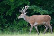2015-06-16_Cerf_3485