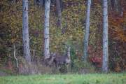 2015-11-02_Biche-Faon_3810