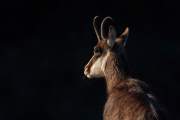 2008-02-09_Chamois_7263