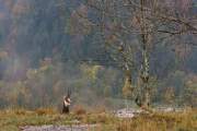2008-10-17_Chamois_9235