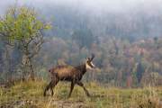 2008-10-17_Chamois_9238