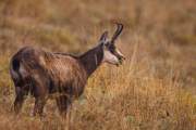 2008-10-17_Chamois_9296