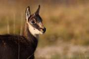 2008-10-17_Chamois_9380