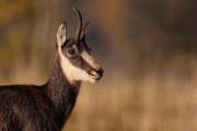 2008-10-17_Chamois_9381
