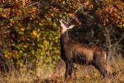 2008-10-17_Chamois_9444